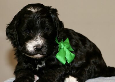 Black puppy with white markings wearing a bright green bow, resting on a light blue blanket.