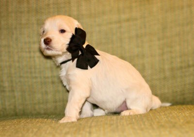 Cream-colored puppy wearing a black ribbon bow sits on a green textured couch.