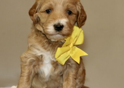 Golden retriever puppy sitting on a light surface wearing a bright yellow bow around its neck.