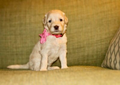 Young light-colored puppy with a pink ribbon bow sitting on a yellow sofa, looking at the camera.