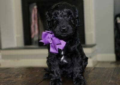 Black puppy wearing a purple bowtie, sitting on a wooden floor indoors, facing the camera.