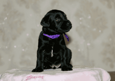 Black puppy with a purple collar sits upright on a pink towel, looking to the side.